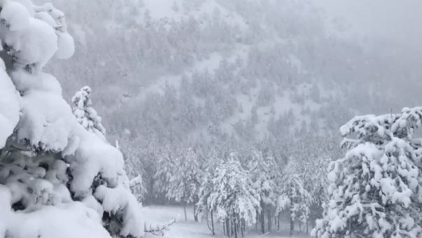 Петмина загинати во лавини во Австрија