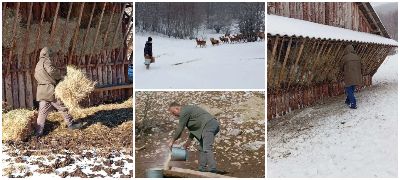 Од Национален парк Галиица открија како се грижат за елените, по популарното видео: „Сега има над 200 единки“ (фото)