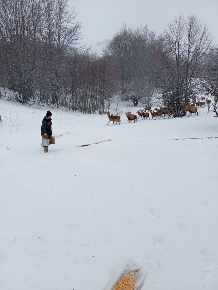 Од 30 на над 200 елени: Успешната приказна на репродуктивниот центар во НП Галичица | ФОТО