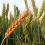 Не фрлајте ја божиќната пченица