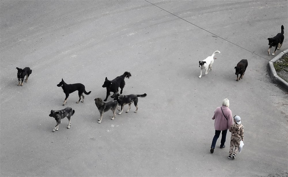 Општина Карпош: Се заловуваат улични кучиња, будно ја следиме состојбата