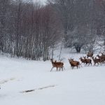 Ренџерот Лазе се грижи за елените во НП Галичица, од 30 единки се намножија 200 елени