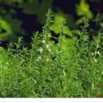 Градинарска чубрика – култивирано растение за потребите на кулинарството, претежно како зачин и лековити средства