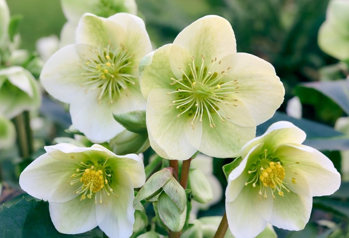 Роза што цвета дури и на снег: Зимски цвет што ја разубавува секоја градина – расте како од шега (ФОТО)