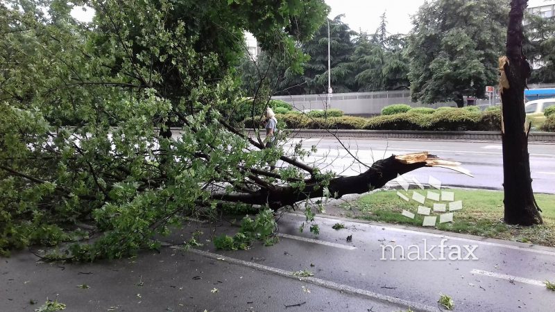 Паднато дрво усмрти жена во Софија