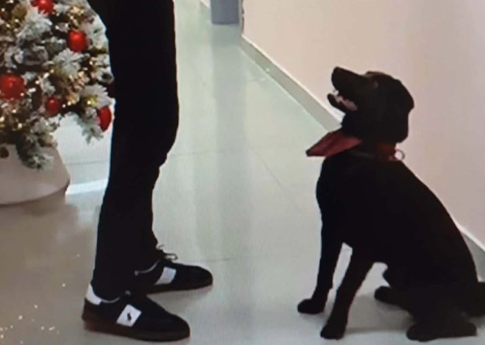 Лабрадор вклучен во терапевтскиот процес на Клиниката за психијатрија