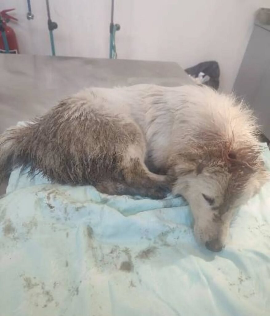 Марта е вдомена во топол дом, нежни раце и многу љубов