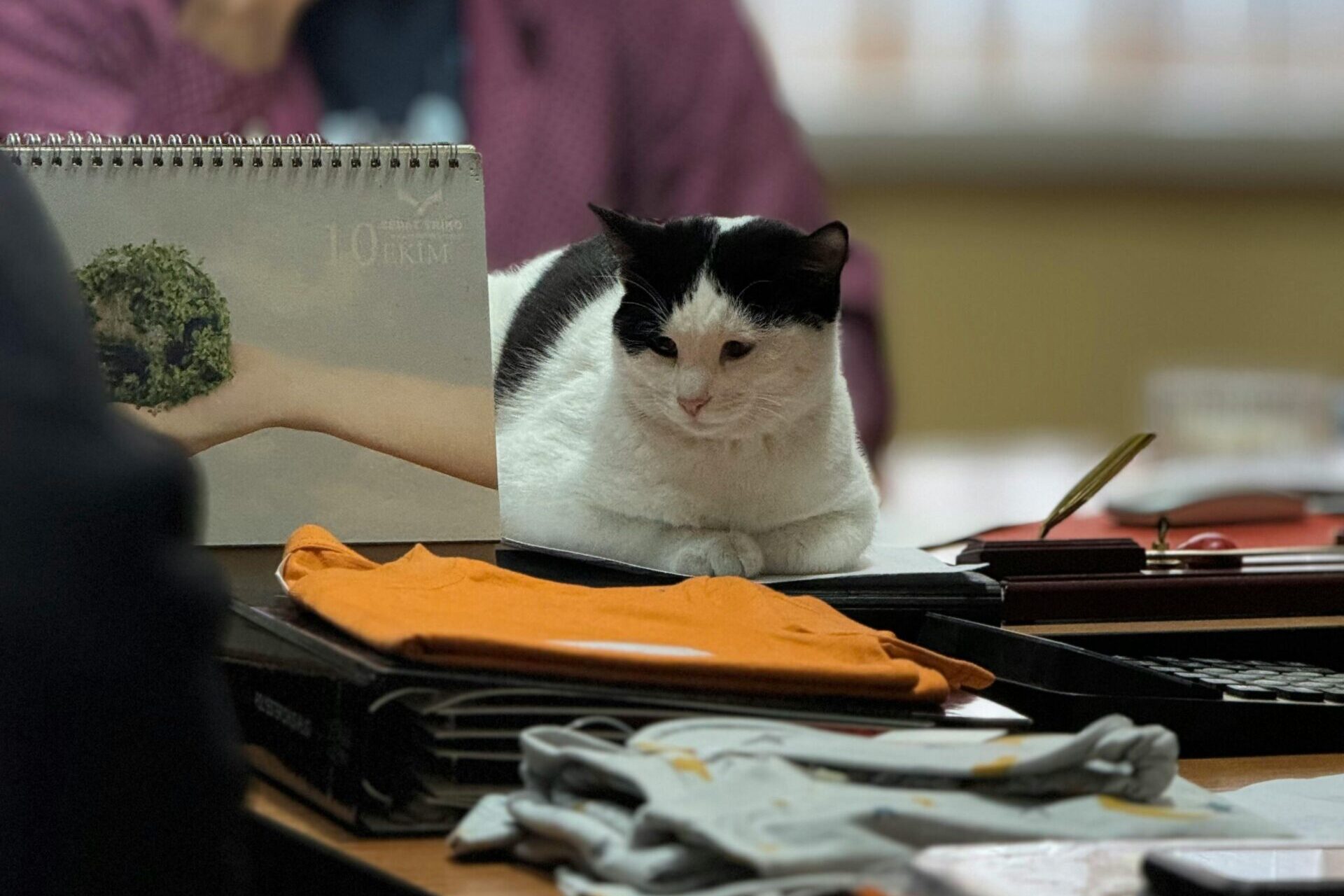 Во една јапонска компанија, мачките не се домашни миленици – тие се вработени!