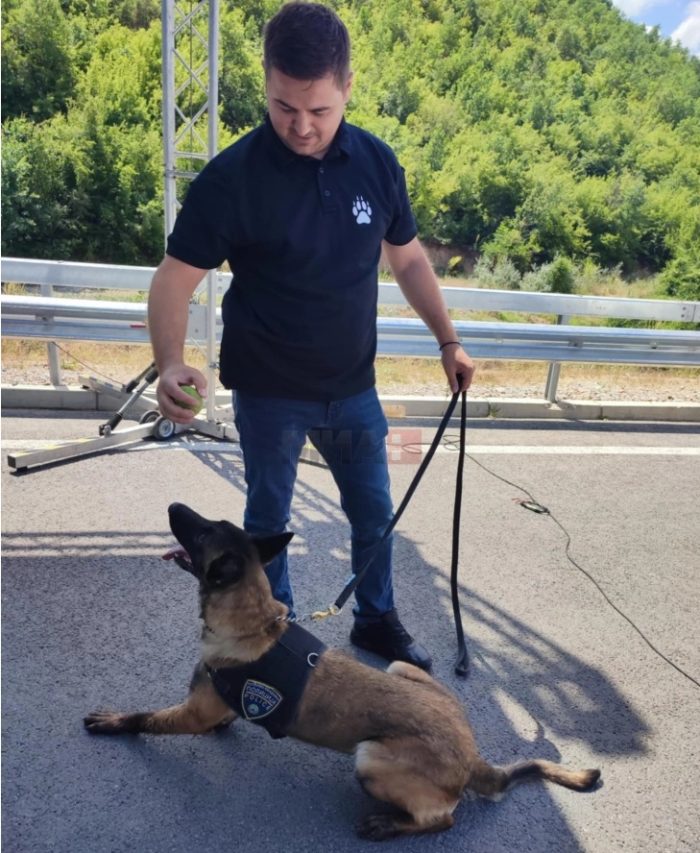 ЗАШТИТНИЧКА ОД ЕКСПЛОЗИВИ: Кучката Атина е од расата белгиски овчар, со силен инстинкт и елече на кое пишува – полиција