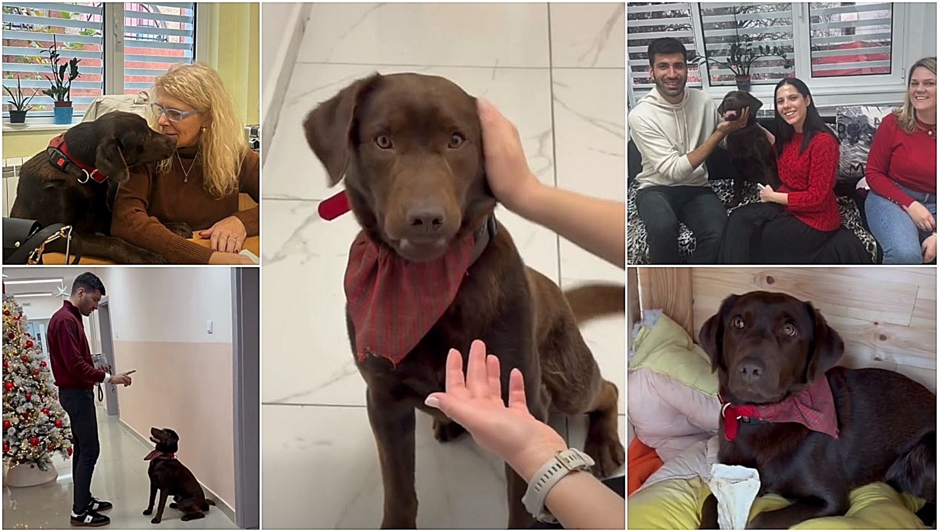 Роџер, терапевтски лабрадор, нов член на тимот на Клиниката за психијатрија (ВИДЕО)