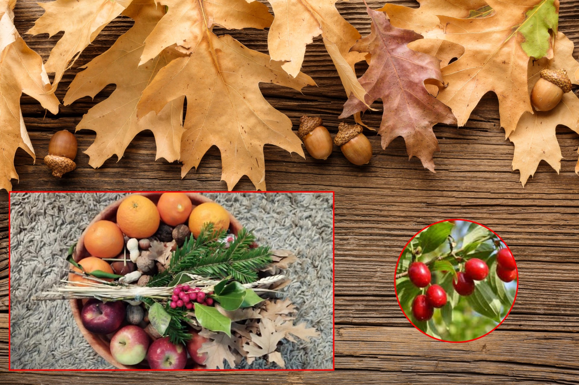 Заедно со бадниковото гранче, едно растение е задолжително пред Божиќ! Не ни обрнувате внимание на тоа, а е меѓу најважните