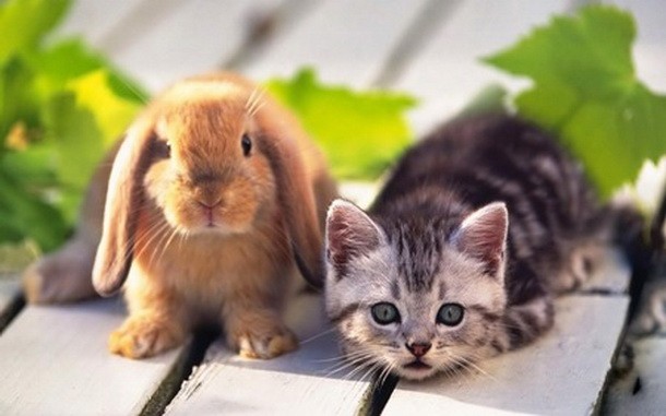 Се планираат гробишта за миленици: државата и општините со заедничка поддршка за АХВ