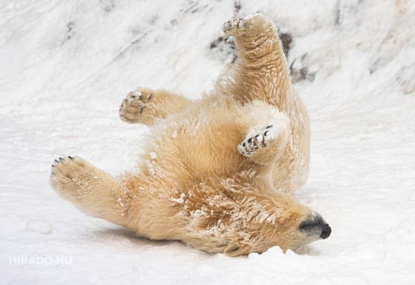 Мали поларни мечиња во Унгарија првпат видоа снег
