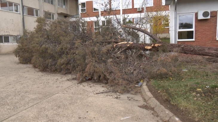ТРАГЕДИЈА ВО СОФИЈА: Дрво падна врз автомобил и усмрти 31-годишна жена пред очите на нејзините деца