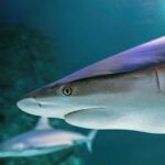 Истражувањата од социјалните мрежи даваат лажна слика за загрозените ајкули