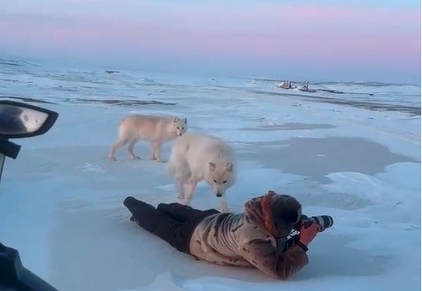 Неверојатна средба помеѓу фотограф и арктички волк фатена на снимка