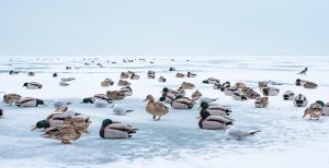 (ВИДЕО+ФОТО) Унгарија – Погледнете необични глетки: Поради ниските температури, езерото Балатон замрзнало за прв пат по девет години