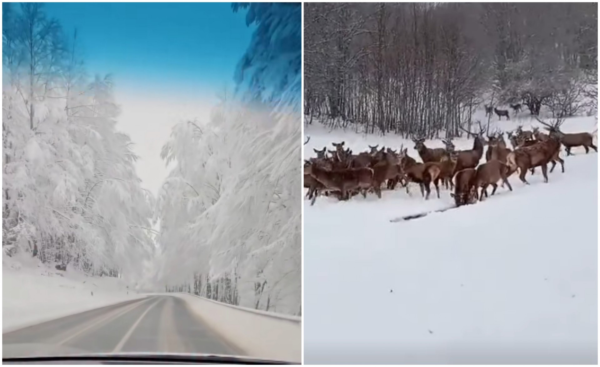 Кога природата зборува без зборови: зимска Македонија од Маврово до Галичица ВИДЕО