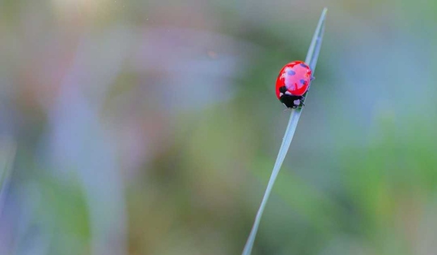 Нова студија: Растенијата всушност „слушаат“ и помнат