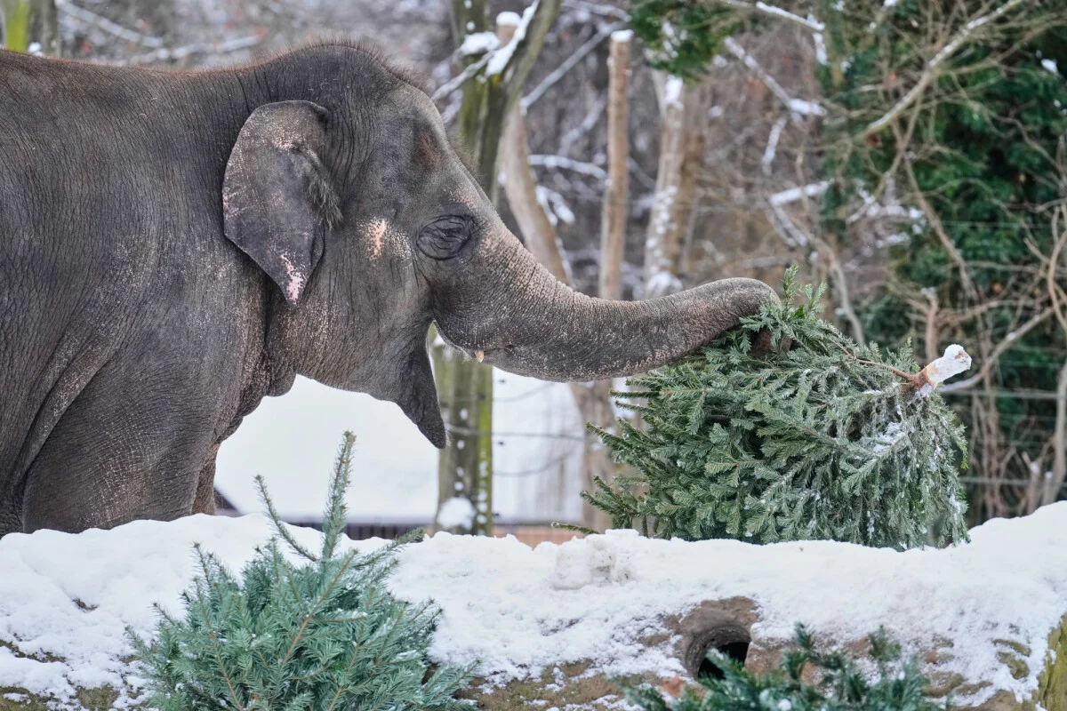 Неискористените елки во Берлин се рециклираат на најсладок начин: Тие стануваат храна и забава за пандите и слоновите