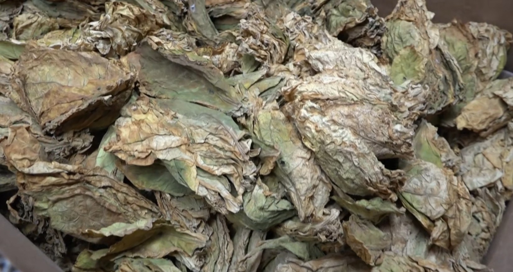 Трипуновски: Младите да ги искористат поволностите и рентабилноста на тутунопроизводството