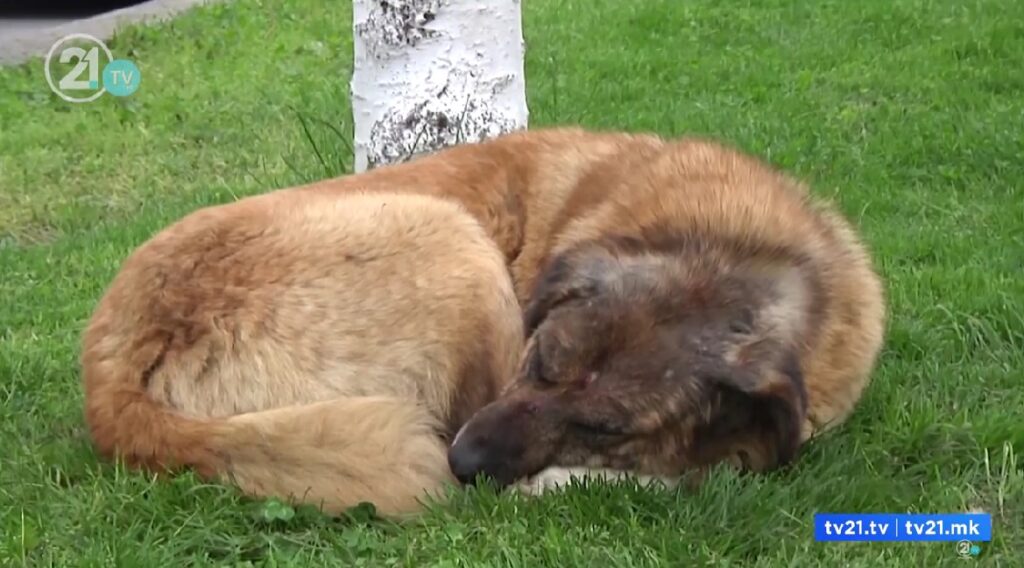 Секоја општина ќе добие гробишта за домашни миленици