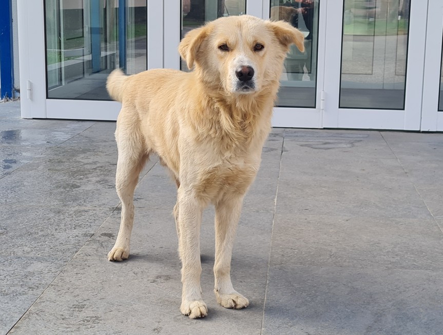 Град Скопје и ЗЕЛС со поддршка за иницијативата за изградба на гробишта за миленици