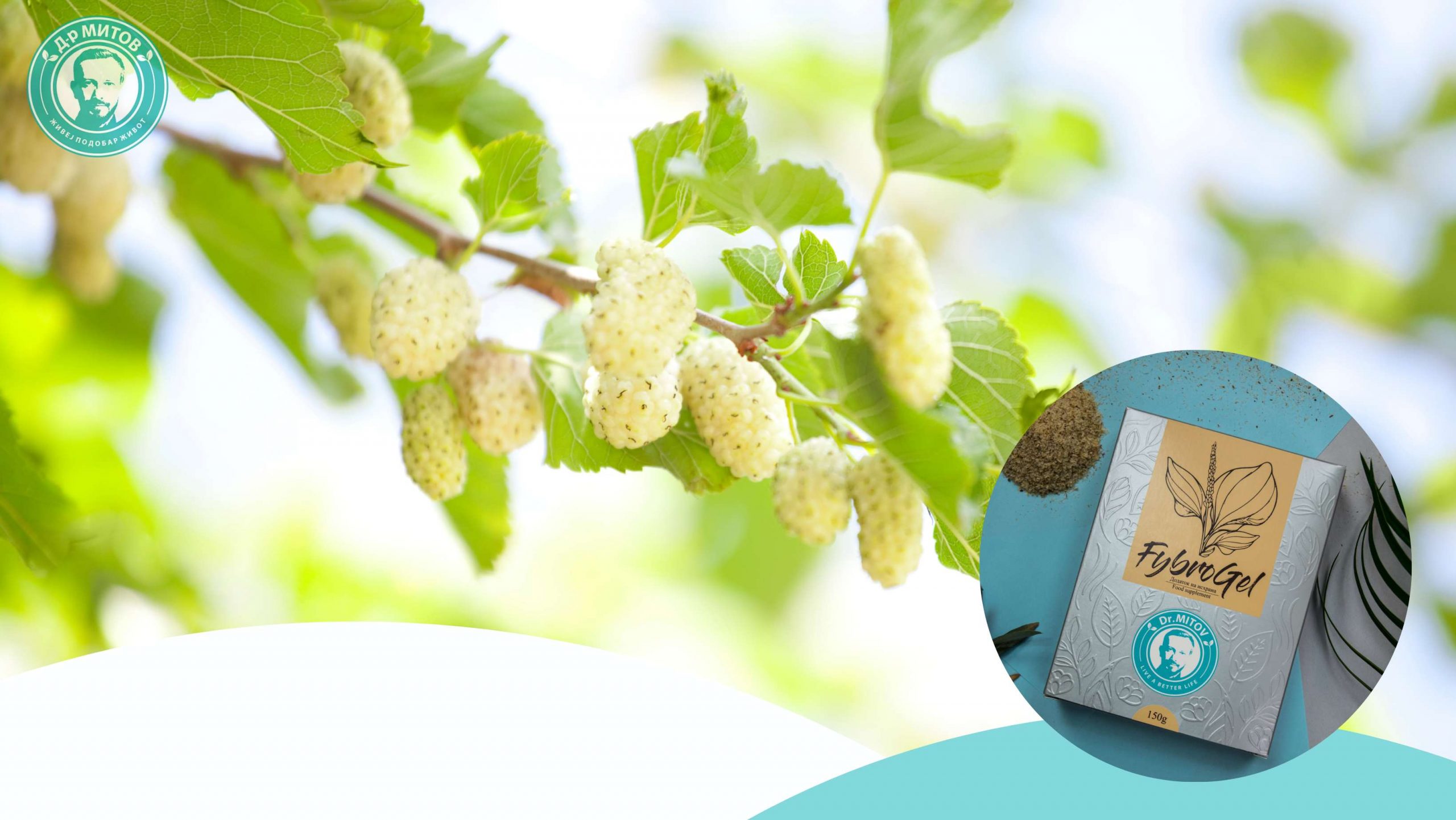 Екстракт од лист на бела дудинка+растителни влакна+хром=ПОНИЗОК шеќер во крвта!