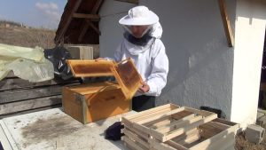 Приносите на мед во струмичко се намалуваат – се бара нов модел на субвенционирање