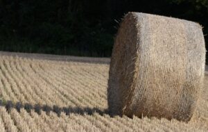 Маскирани лица запалиле бали со сено во Дебрца