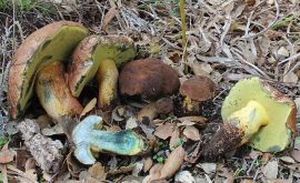 „Ги виделе на своите чинии додека јаделе“: Печурка што ги тера луѓето да халуцинираат десетици ситни луѓе