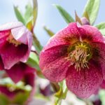 Божиќната роза цвета дури и на снег