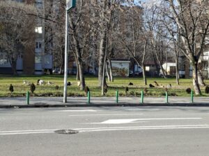 Кучиња со маркички од Албанија во Скопје – се алармира на организирано носење глутници во главниот град