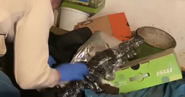 Над пет тони марихуана и оружје запленети во голема операција на српската полиција во близина на Крушевац