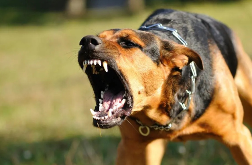 Нападнати луѓе и нивните миленици од куче во Карпош