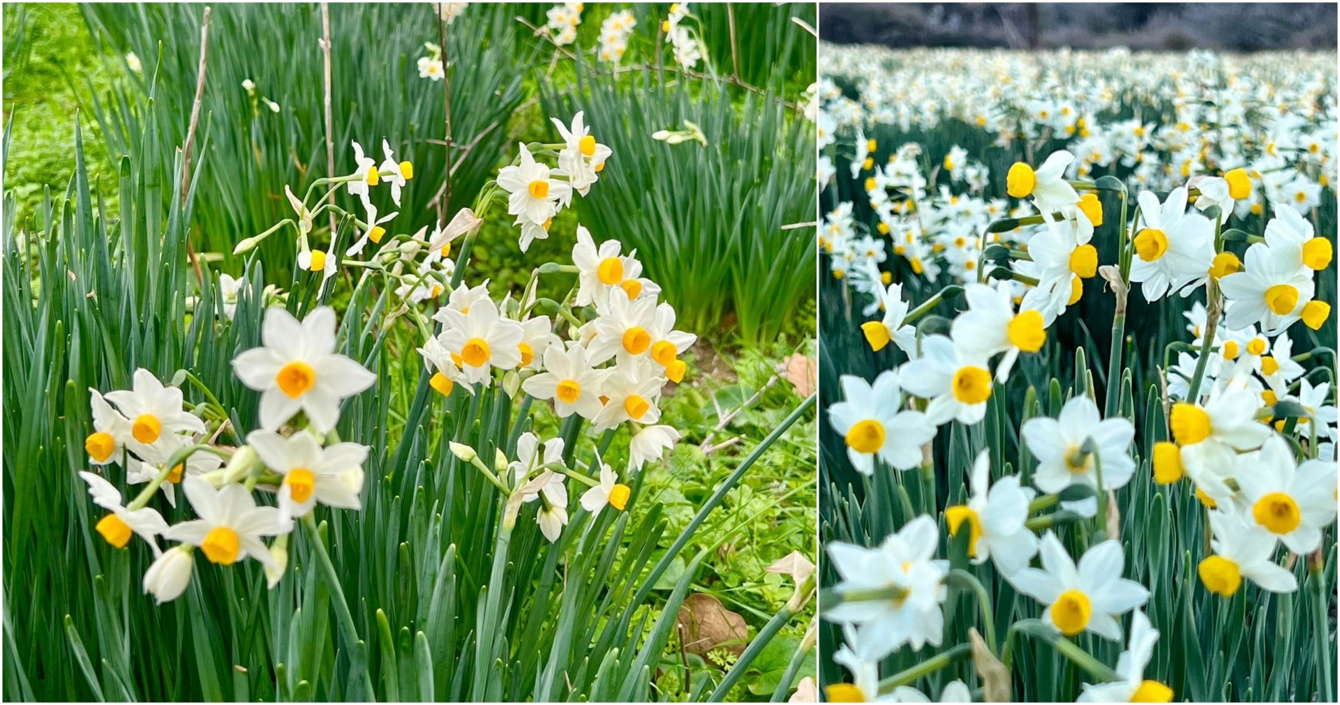 Кога природата цвета во зима: Дивите нарциси на Евија (ВИДЕО)