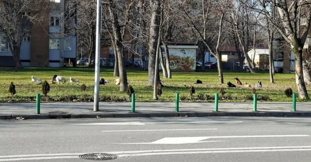 „Одредени лица организирано вршат дислокација на бездомни кучиња во Скопје“ – од Лајка бараат засилен надзор и казни