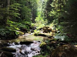 Еко-свест поведе управен спор против МЖСПП