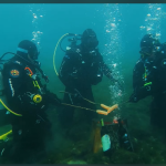 Запален василичарскиот оган под вода во Охридското Езеро