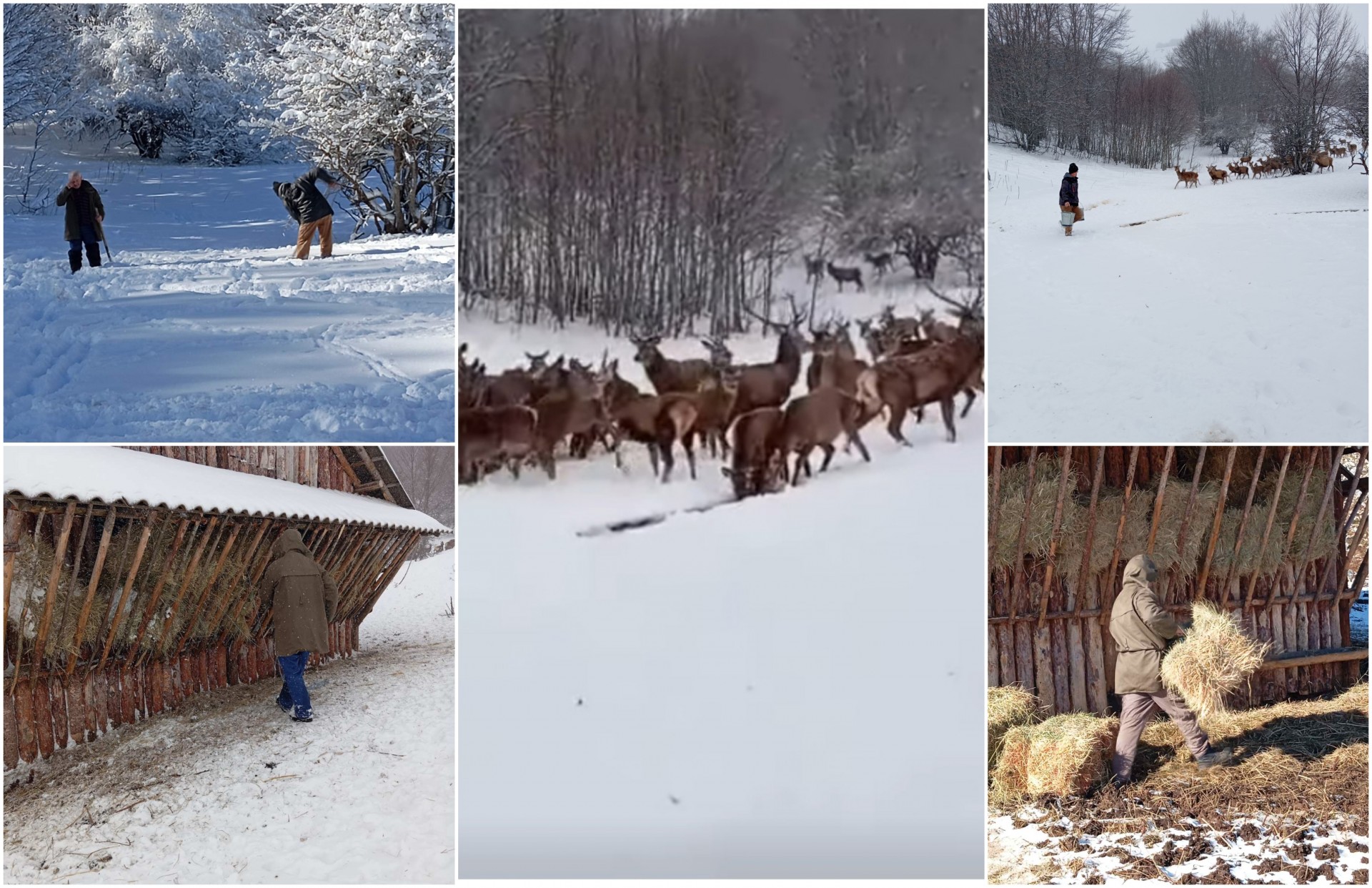 Снежна бајка на Галичица: Eлените под будното око на ренџерите