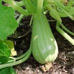 Тие се корисна храна: За што се корисни тиквичките?