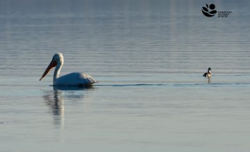 Заврши зимското пребројување на водни птици во земјава, Охридско Езеро со најдинамични флуктуации