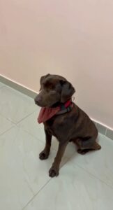 (ВИДЕО) Терапија со четири шепи: Клиниката за психијатрија вдоми лабрадор