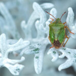 Додека се фокусираме на сушите и поплавите, штетниците ги уништуваат посевите