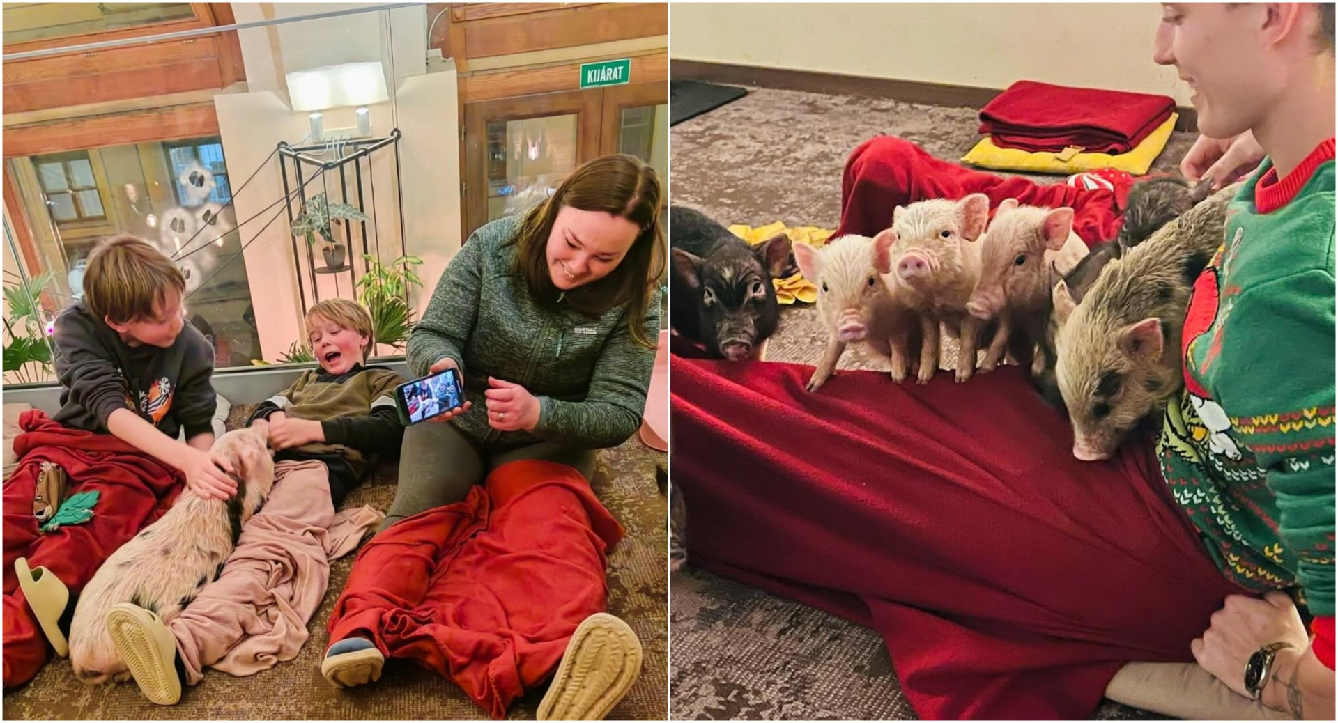 Дали би седнале во кафуле каде што може да галите прасиња? - Град во Европа ја воведе оваа услуга