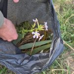 19 различни пестициди идентификувани во дивиот растителен свет во Преспа