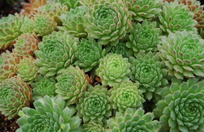 Секое утро пред појадок и кафе јадела чуваркуќа: Еве што се случило со нејзиното тело по 30 дена