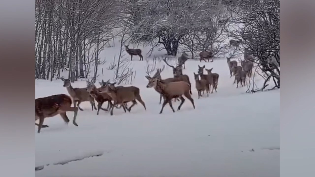 Зимска идила на „Галичица“ надополнета со стадо елени