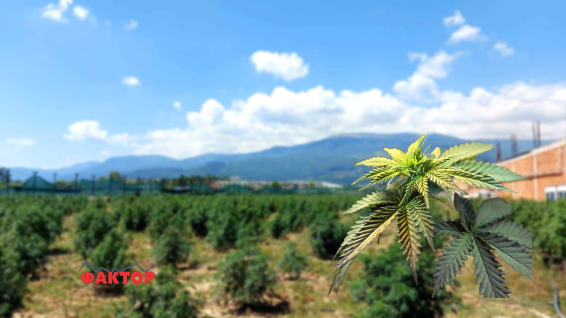 Компании за одгледување цвет од канабис добиваат неповратна државна помош, исплатени им се стотици илјади евра