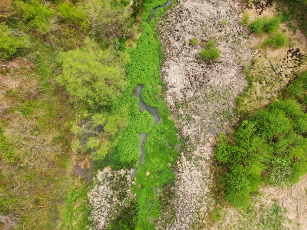 Битка за секој метар трска: Белчишко Блато како последна линија на одбраната